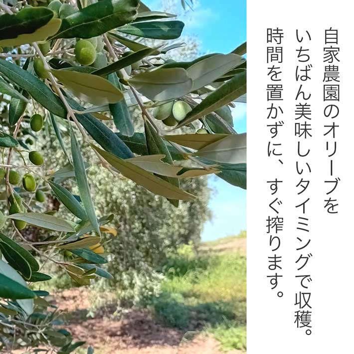 カロリ エキストラバージン オリーブオイル クラシコ 1L x 6本