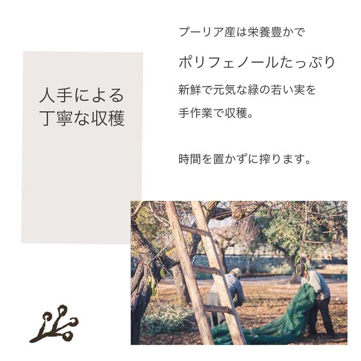 フリシーノ エキストラバージン オリーブオイル ブラック 250ml gift